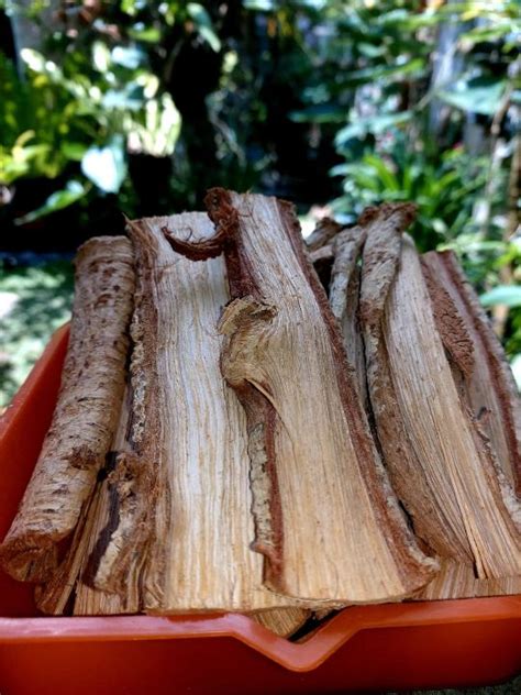 alingatong in ilocano|Alingatong (Stinging Nettle) .